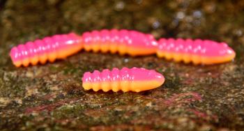 Redbass gumová nástraha trout grub tutti frutti uv color - 3x33 mm