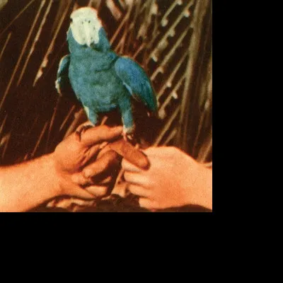 Andrew Bird, BIRD ANDREW: ARE YOU SERIOUS CD, CD