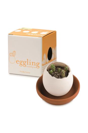 Sada na pestovanie rastlín Noted Eggling Prickly Cactus biela farba