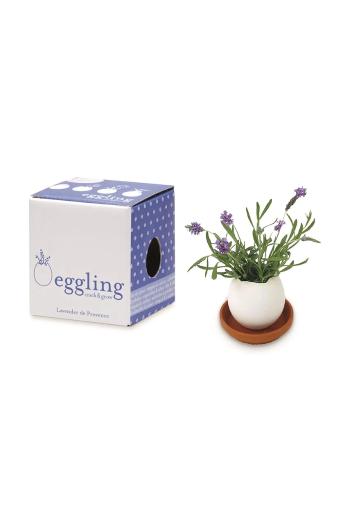 Sada na pestovanie rastlín Noted Eggling Lavender de Provence biela farba