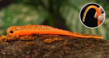 Redbass smáčik big snake orange g uv color - 15,5 cm 11 g
