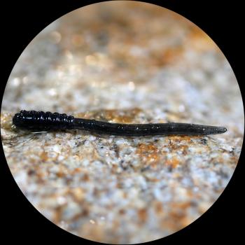 Redbass gumová nástraha micro tail dark black - xs 35 mm