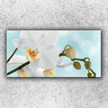 IMPAR Foto na plátno Bílá orchidej 2 100x50 cm