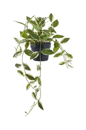 Umelá rastlina v kvetináči House Nordic Hoya