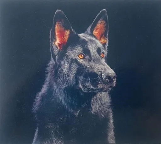 Die Nerven, Die Nerven - Die Nerven CD, CD