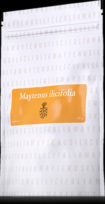 Maytenus Ilicifolia Energy