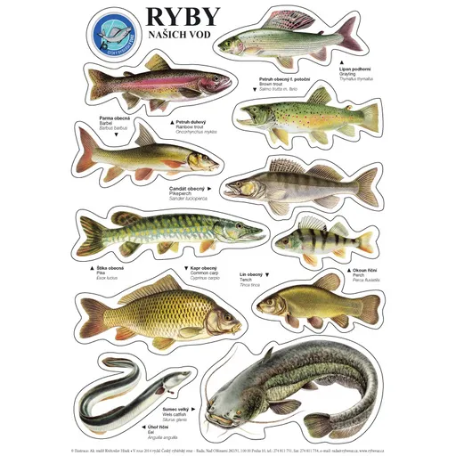 Črs sada samolepiek rýb a4 11 ks