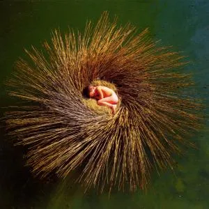 Peter Gabriel, GABRIEL PETER: OVO CD, CD