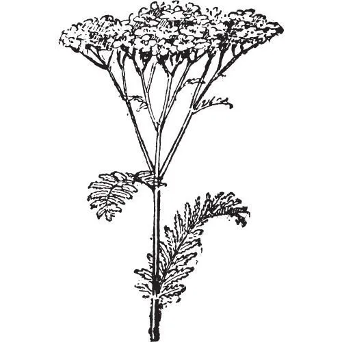 Olej z rebríčka modrého 100% Bio Alteya 10 ml