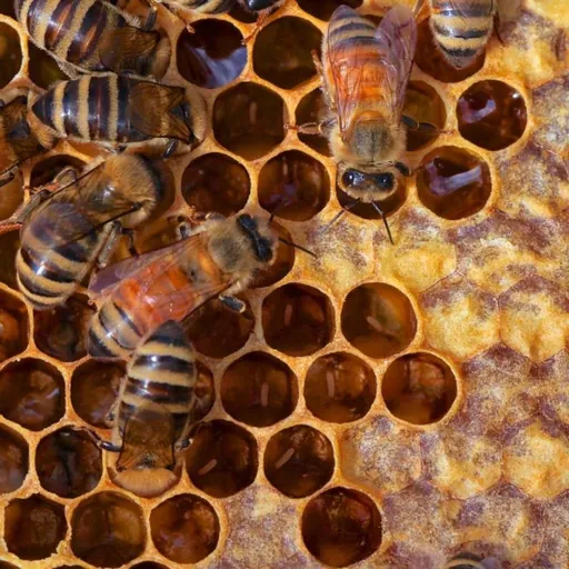 Šampón na poškodené vlasy Egg