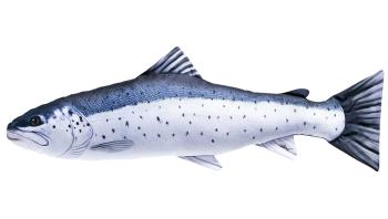 Gaby Polštář Pstruh mořský 110 cm,Gaby Polštář Pstruh mořský 110 cm