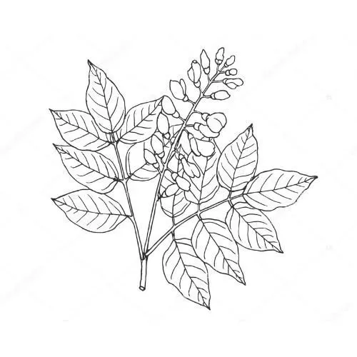 Karanja olej 100% Bio Alteya 50 ml