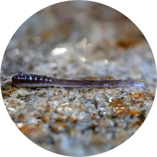 Redbass gumová nástraha micro tail brown/silver - xs 35 mm