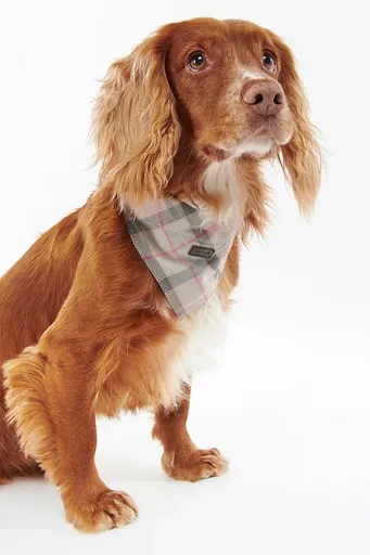 Multifunkčná šatka pre domáce zvieratá Barbour Tartan Dog