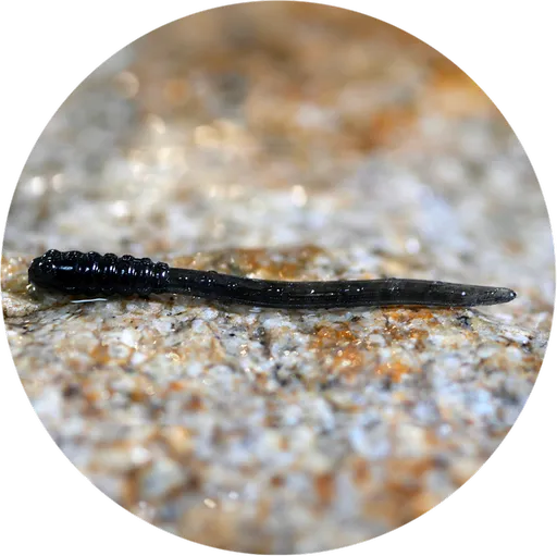 Redbass gumová nástraha micro tail dark black - xs 35 mm