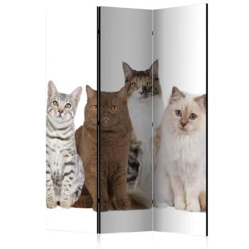 Paraván Sweet Cats Dekorhome 135x172 cm (3-dielny)