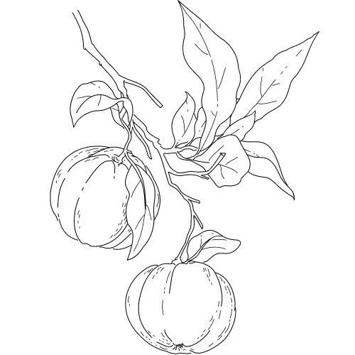 Neroli olej 100% BIO Alteya 10 ml