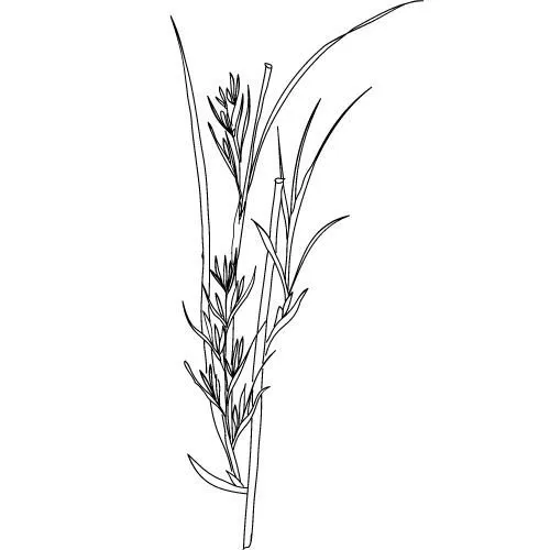 Palmarosa olej 100% Bio Alteya 5 ml