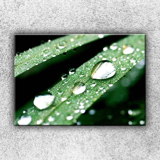 Foto na plátne Rosa na steble trávy 1 50x35 cm