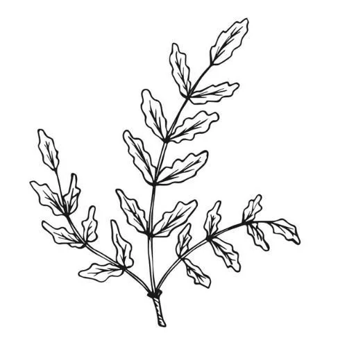 Alteya Frankincense kadidlový olej 100% Bio 10 ml