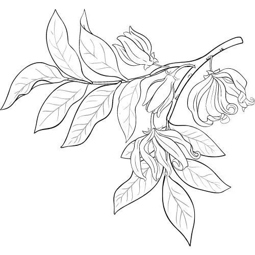 Ylang-Ylang olej 100% Bio Alteya 10 ml