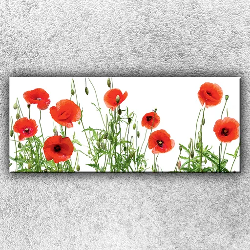 Foto na plátno Pole vlčích makov 120x50 cm