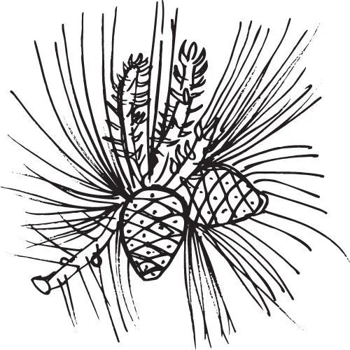 Borovicový olej 100% Bio Alteya 5 ml