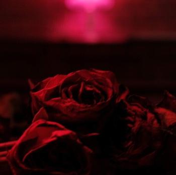 The Paper Kites - Roses (CD)