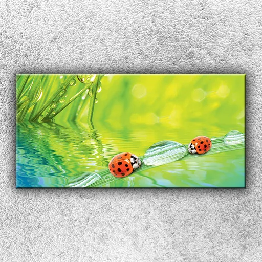 Foto na plátno Lienky 100x50 cm
