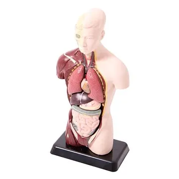 Anatomická sada malá (4893338050276)