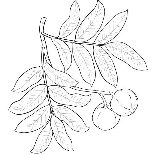 Andiroba olej 100% Bio Alteya 50 ml