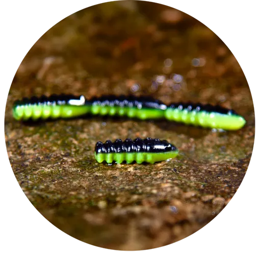 Redbass gumová nástraha trout grub black/signal yellow uv color - 3x25 mm