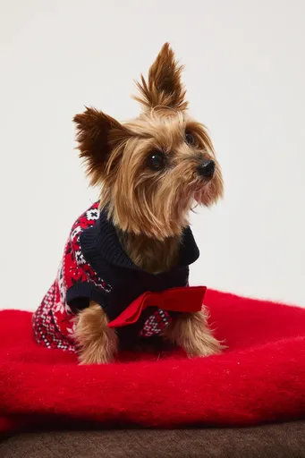 Sveter pre psa Medicine