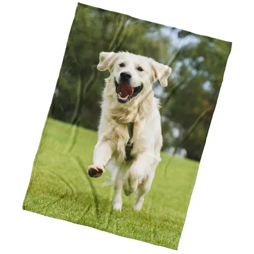 BedTex Deka mikroplyš Pes Zlatý Retriever, 150 x 200 cm