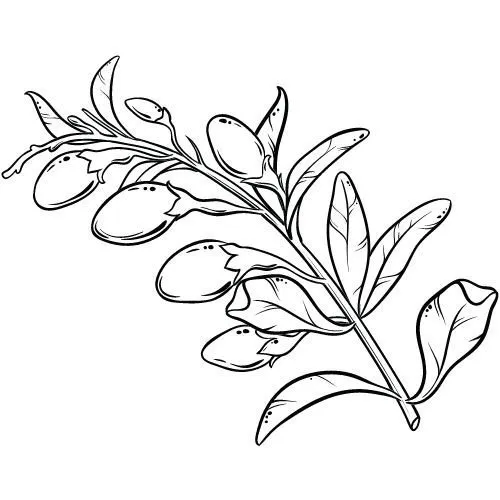 Goji Berry olej 100% Bio Alteya 50ml