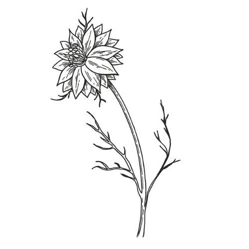 Alteya Rasca čierna olej 100% Bio 50 ml