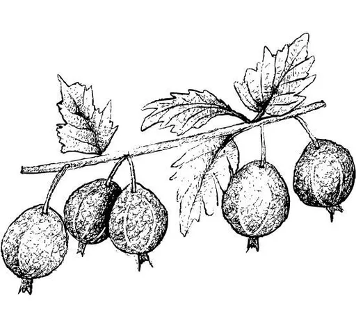 Amla olej 100% Bio Alteya 50 ml