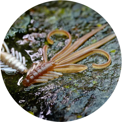 Redbass gumová nástraha nymfa brown/silver - xxl 20 cm 33 g