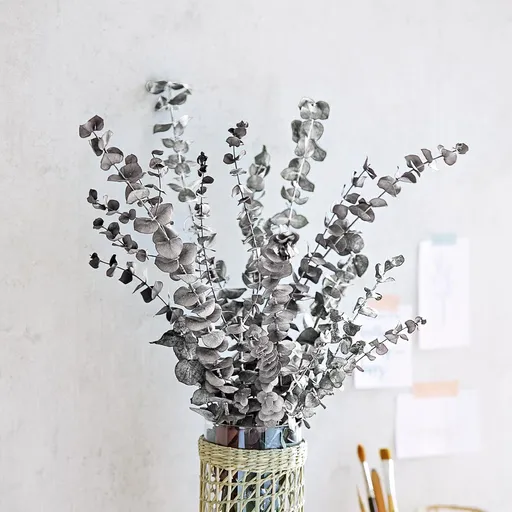 Weltbild Sušené větvičky Eukalyptu Silver dollar, stříbrné