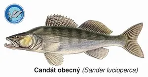 Črs magnetka zubáč obecný