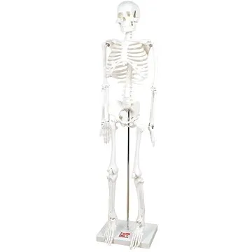 Kostra v mierke 1/2 veľkosti (5060138825468)