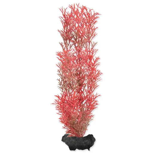 Tetra Red Foxtail M 23 cm