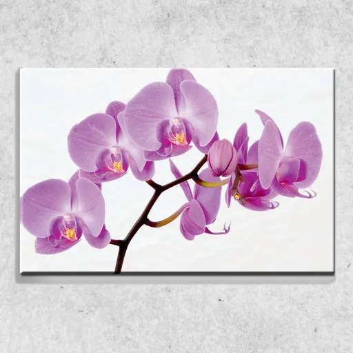 Foto na plátne Ružová orchidea 90x60 cm