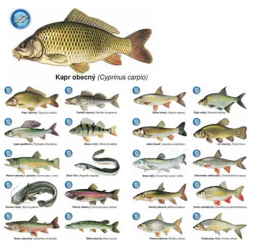 Črs sada magnetiek s rybami 20 ks