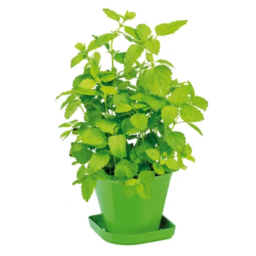 Súprava na pestovanie byliniek SENSE, medovka