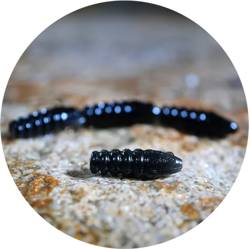 Redbass gumová nástraha trout grub 3x25mm - dark black