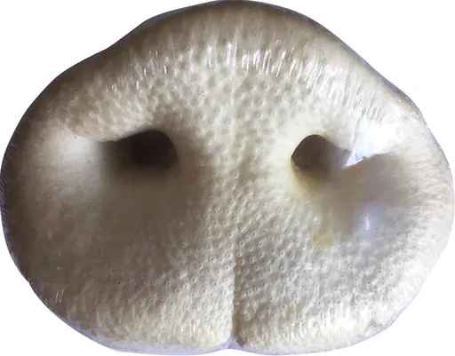 Maškrta pre psy Jack bravčový rypák biely 1ks