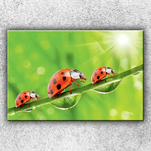 Foto na plátne Tri lienky 120x80 cm