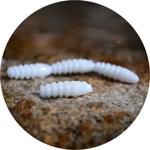 Redbass gumová nástraha trout grub white - 3x33 mm