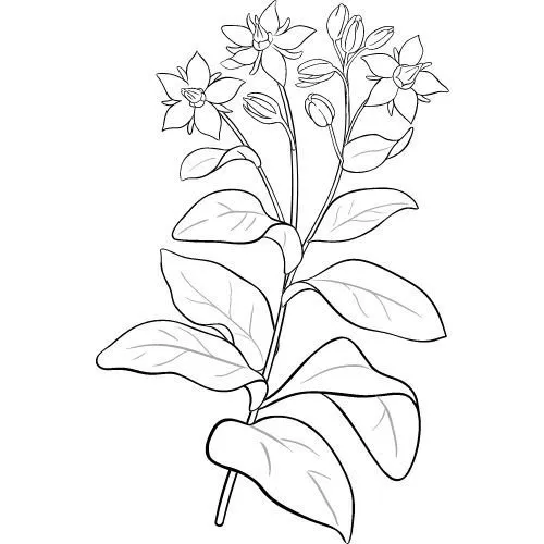 Borákový olej 100% Bio Alteya 50 ml